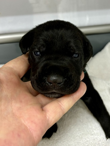 マスティフ 犬の販売・譲渡 285 ショータイプのカネ・コルソ(イタリアンコルソドッグ