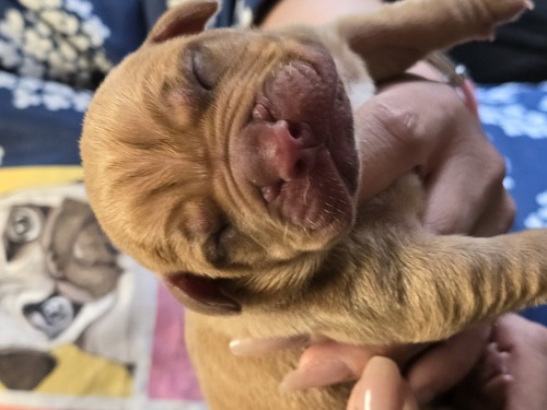 マスティフ 犬の販売・譲渡 289 パパはロシア外産