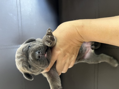 マスティフ 犬の販売・譲渡 290 カネコルソ生まれました