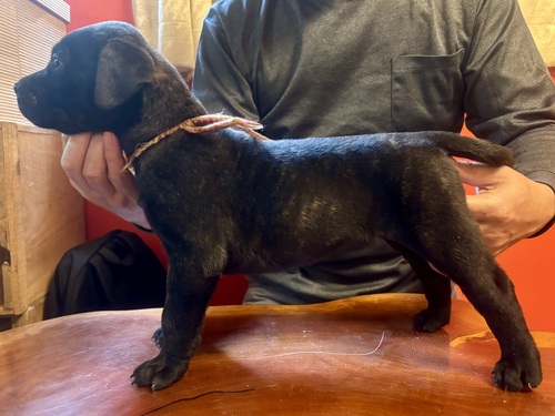 マスティフ 犬の販売・譲渡 293 希少犬プレサカナリオの子犬です
