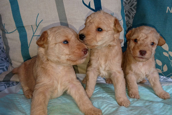 レッドのレイキー 犬の販売 120