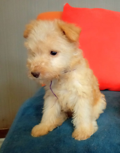 欠点ありの女の子 犬の販売 124