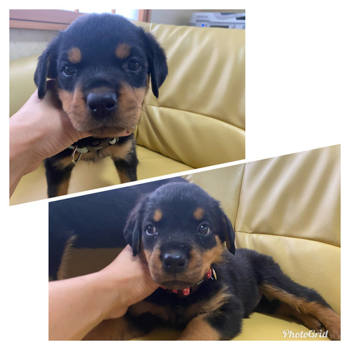 販売終了 犬の販売 1011