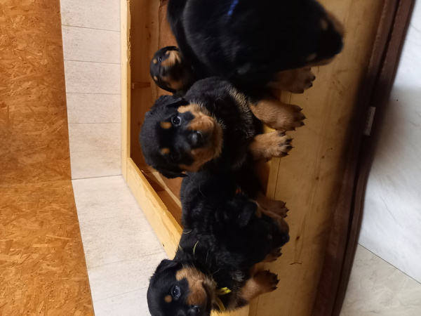 見学開始‼ロットワイラー産まれました。 犬の販売 1014