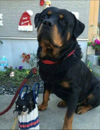 骨太の大型ロットワイラー産まれました 犬の販売 1030