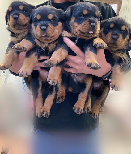 ロットワイラー 犬の販売 1048