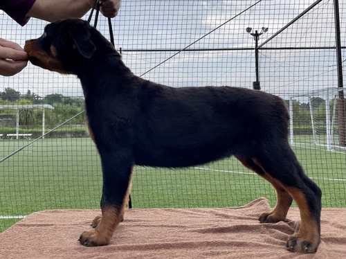 訓練性能抜群のEuro ロットワイラー 犬の販売 1052