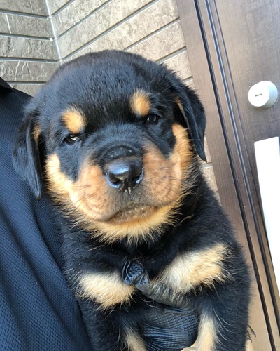 ロットワイラー 犬の販売・譲渡 1060 ロットワイラー産まれました。