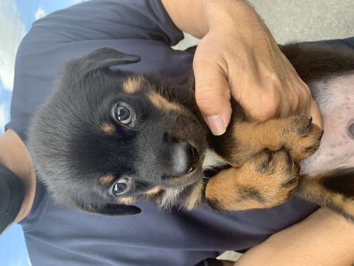 父親57キロのロット男の子 犬の販売 1061