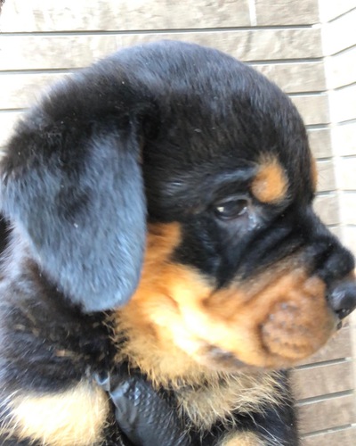 ロットワイラー 犬の販売・譲渡 1065 骨格ガッチリのロットワイラー