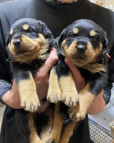 ロットワイラー 犬の販売・譲渡 1066 むちむちロットBaby