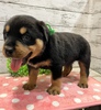 bgC[ q T bgC[Baby 1071