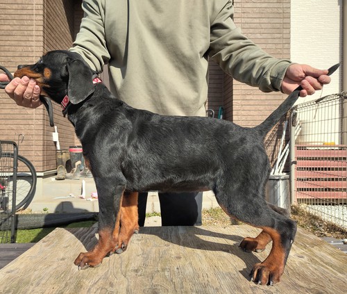 ロットワイラー 犬の販売・譲渡 1078 骨格ガッチリのロットワイラー