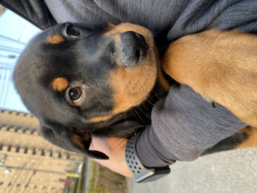 ロットワイラー 犬の販売・譲渡 1083 ロットワイラー