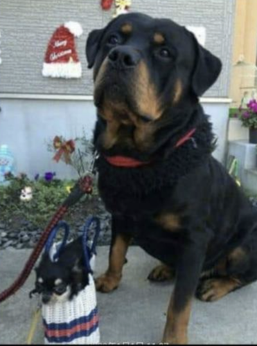 ロットワイラー 犬の販売・譲渡 1085 骨太の大型ロットワイラー産まれました