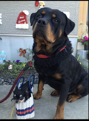 ロットワイラー 犬の販売・譲渡 1090 骨太の大型ロットワイラー産まれました