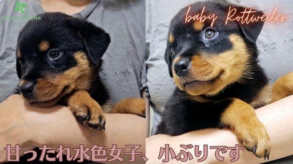 横浜発。賢いロットワイラーベビーです。 犬の販売 1100