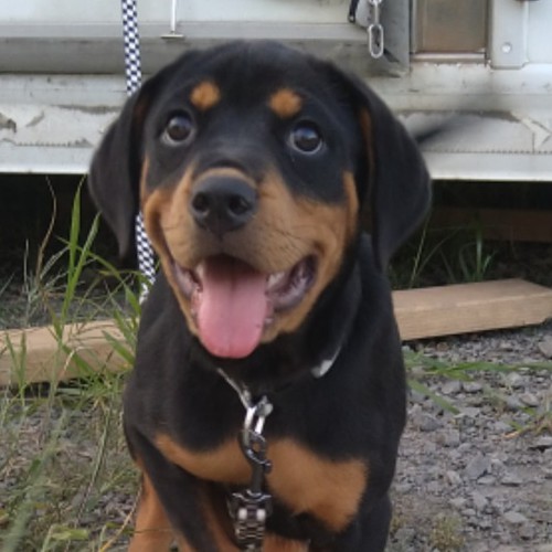ロットワイラー 犬の販売・譲渡 1101 元気な女の子☆