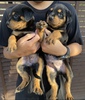 bgC[ q T bgC[Baby 1103