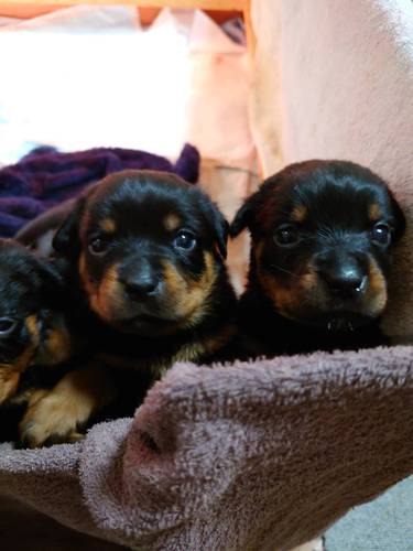ロットワイラー 犬の販売・譲渡 1119 優良血統の子犬達