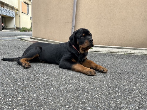 ロットワイラー 犬の販売・譲渡 1121 骨量抜群のロットワイラー
