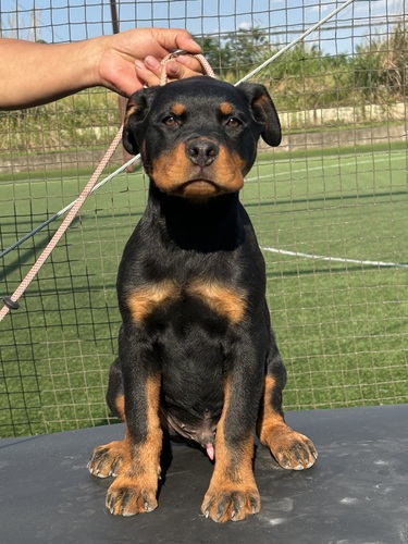 ロットワイラー 犬の販売・譲渡 1129 ユーロワーキングロットの男の子イエロー♂