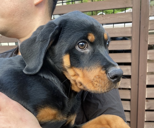 ロットワイラー 犬の販売・譲渡 1130 ロットBaby