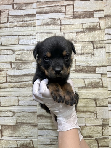 ロットワイラー 犬の販売・譲渡 1146 ブラック&タンカラーの男の子!