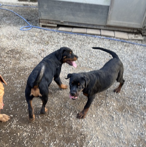 ロットワイラー 犬の販売・譲渡 1150 骨格がっちり。ロットくん