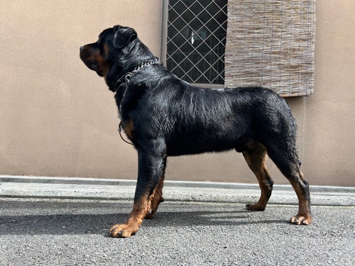ロットワイラー 犬の販売・譲渡 1151 骨量抜群のロットワイラー