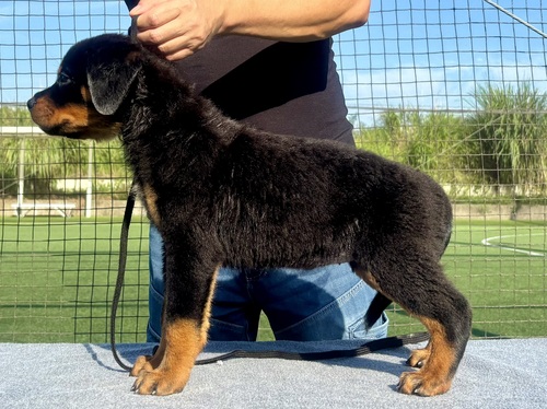 ロットワイラー 犬の販売・譲渡 1153 両親ヨーロッパ輸入犬でチャンピオンの子達です
