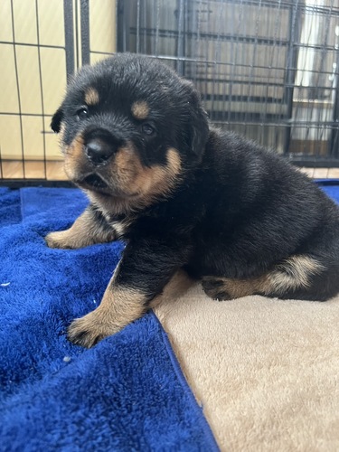 ���b�g���C���[ ���̔̔��E���n 1158 ���ʔ��Q�̃��b�g���C���[