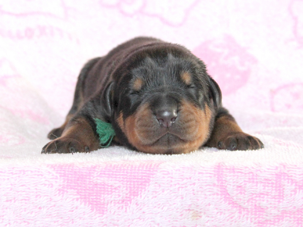 滋賀県のロットワイラー!性格温厚な両親から誕生☆ 犬の販売 829