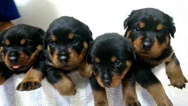 可愛い仔犬が4頭生まれています! 犬の販売 831