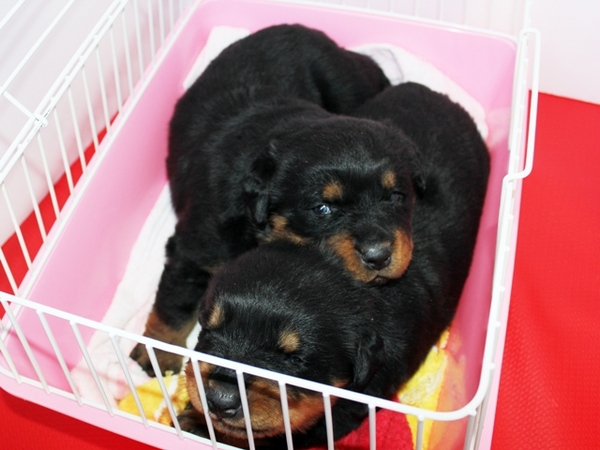 目が開き、超スクスク成長中!埼玉県で見学ができます 犬の販売 862