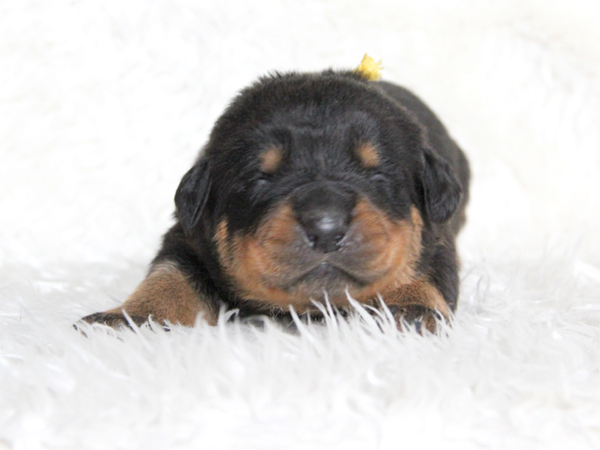 【滋賀県】ロットワイラー8兄妹が誕生しました!! 犬の販売 872