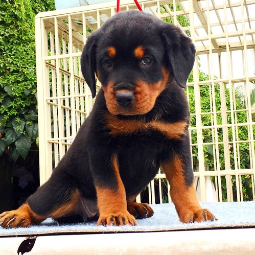 Rottweiler ̔̔ 873