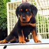 873 Rottweiler