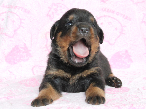 【滋賀県】可愛いロットワイラー誕生!!! 犬の販売 888