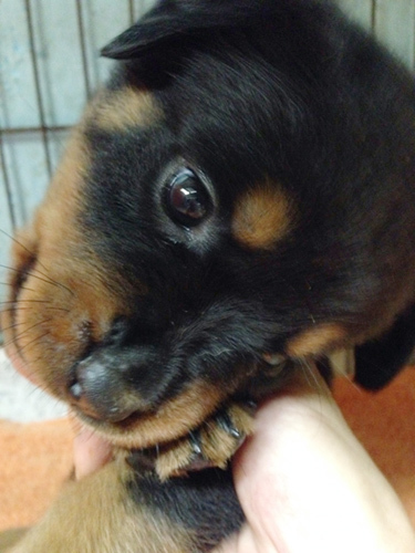 信頼のパートナー犬、ロットワイラーの子犬 犬の販売 890