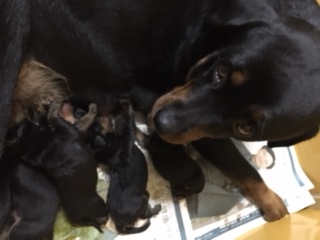 ★予約完売★いたしましたありがとうございます★ 犬の販売 897