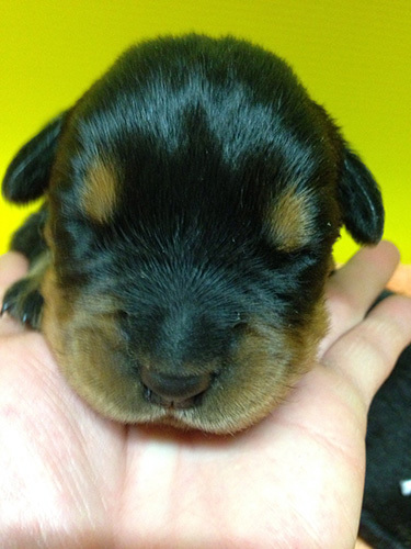 硬派!ロットワイラーの子犬! 犬の販売 903