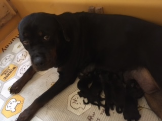 ★♀最後の一人★注射+健康診断サービス! 犬の販売 910