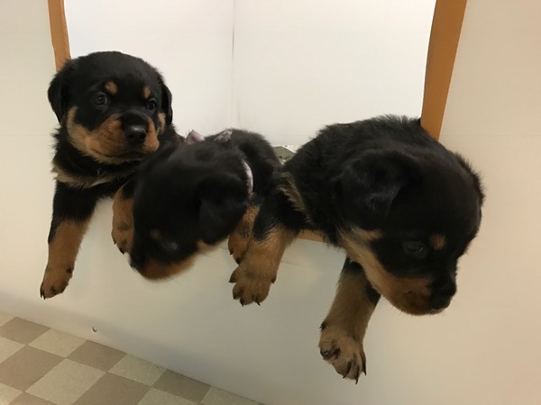 両親の性格にこだわった子犬たちです♪ 犬の販売 912