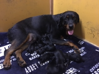 最後の1人♀★健康診断+注射16200コミコミ価格 犬の販売 916