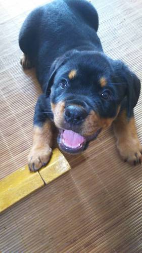 すぐにお渡しできます。 犬の販売 920