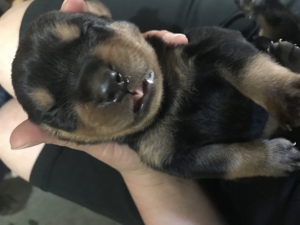 完売しました!ありがとうございました。 犬の販売 929