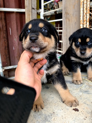ロットワイラー 犬の販売 939