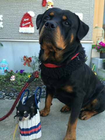 骨太の大型ロットワイラー産まれました 犬の販売 945
