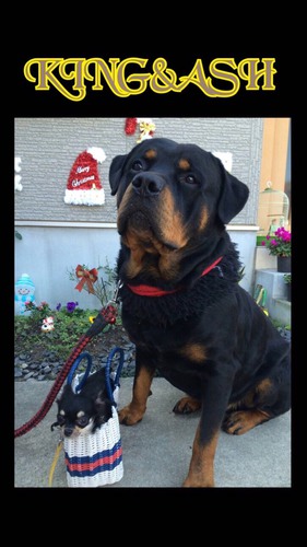 骨太の大型ロットワイラー産まれました 犬の販売 952